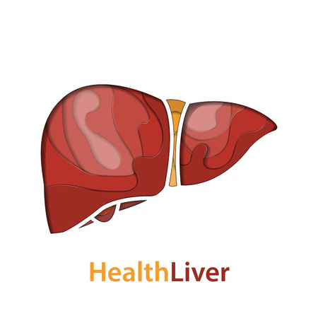 Human liver paper cut concept. vector illustration.のイラスト素材