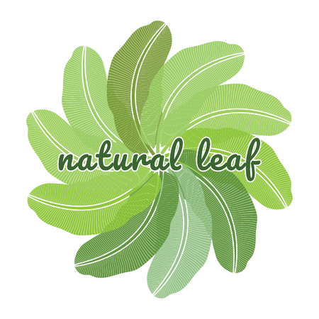 Banana natural green leaf tropical emblem.のイラスト素材