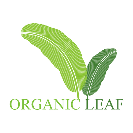 Organic natural green leaf tropical emblem.のイラスト素材