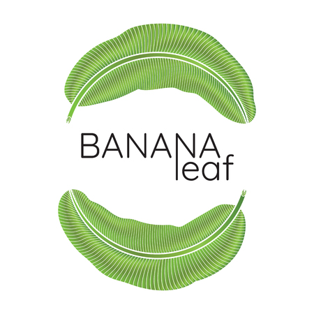 Banana green leaf tropical emblem.のイラスト素材