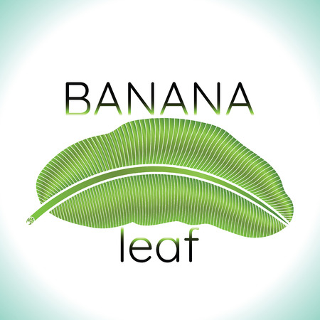 Banana green leaf tropical emblem.のイラスト素材