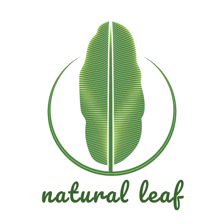 Banana green leaf tropical emblem.のイラスト素材