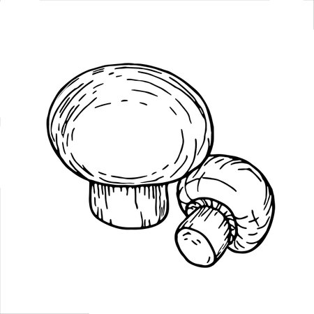 Champignons mushrooms, autumn doodle illustration. Beautiful hand drawing illustration.のイラスト素材