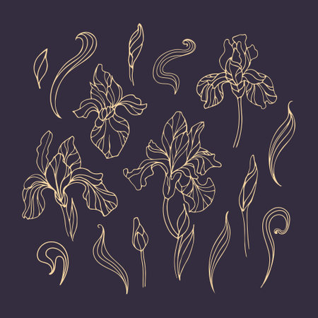 Set of vintage golden iris flowers on a dark background. Art nouveau, modern. Botanical illustration for stickers, posters, postcards, design elementsのイラスト素材