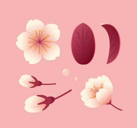 Set of sakura flowers, buds and leaves. Botanical illustration in realistic style, cherry blossom. Hanami Festival. For stickers, posters, postcards, design elementsのイラスト素材