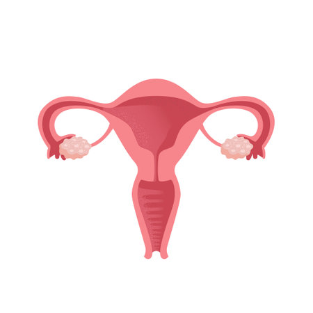 Uterus. Women Health. Female reproductive system, cycle. Human anatomy. Diagram of the location of the organs of the uterus, cervix, ovaries, fallopian tubes. Vector illustration in flat style.のイラスト素材
