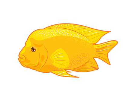 Cichlasoma citrinellum. Icon vector illustration of tropical fish on white background, aquarium animals in flat style. Cichlid family. pet care. For stickers, posters, postcards, design elements.のイラスト素材
