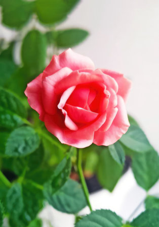 A Beautiful pink Rose is Blooming Gracefully in an Elegant White Pot, Radiating Charmの写真素材