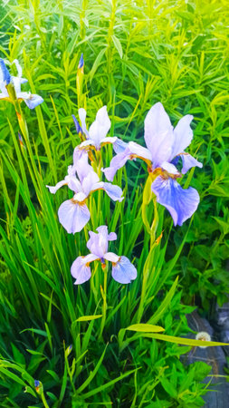 The Beautiful Iris Flowers Flourishing Amidst Lush Greenery and Vibrant Nature Surroundings