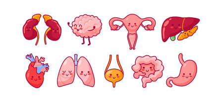 Cute kawaii characters representing internal organs like kidneys, brain, uterus, liver, heart, lungs, bladder, intestines, and stomach, each with friendly faces and vibrant colors, anatomy.のイラスト素材