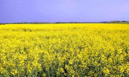 rape fieldの写真素材