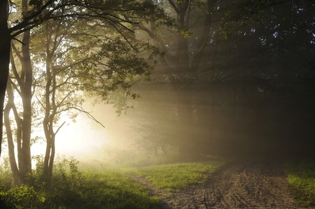 sunrise in the woodsの写真素材