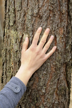 hand touches a treeの写真素材