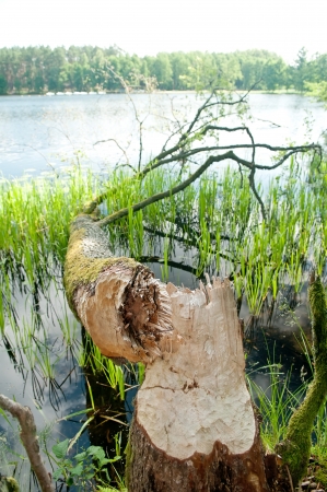 Beaver tracks on a treeの写真素材