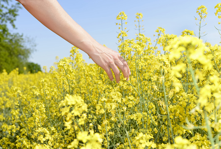 woman`s hand  in a  rape field