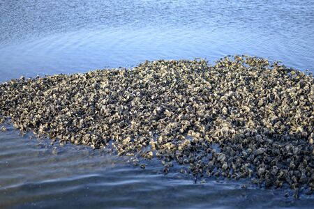 ebb tide in the north seaの写真素材