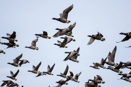 geese and blue skyの写真素材