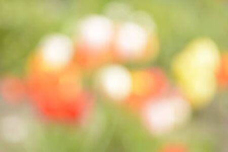 blurred background, flower meadowの写真素材