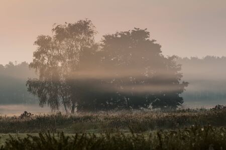 morning mist over a field in the dustの写真素材