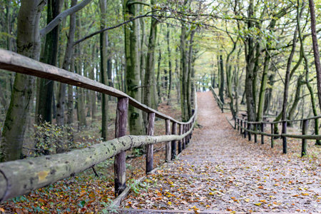 hiking trail through the autumnal forest