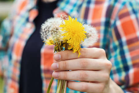 A woman's hand holding dandelion flowers. A few in the girl's hand blowball. A young girl holds a small a bunch of flowers in your hand of fluffy dandelions on a sunny spring day.の写真素材