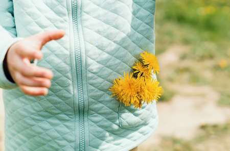 Yellow dandelions, plucked and put in the pocket of a child. A bouquet of wildflowers in the pocket of a children's blouse. A little girl with a bouquet of dandelions stuffed into her jacket pocketの写真素材