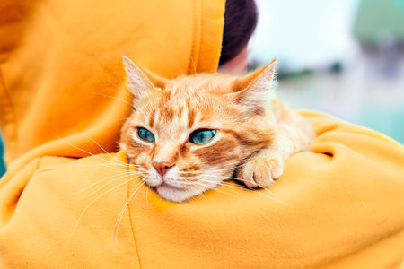 The red cat's head rests on the girl's shoulder. A young girl holds a cute red tabby cat in her arms. Portrait of a cute orange cat. pet care concept. Tenderness, love, friendship. cat allergy hairの写真素材