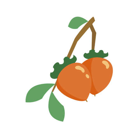 Persimmon icons in orange and yellow colors Two perssimons on branchのイラスト素材