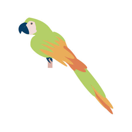 Tropical parrot flat vector isolated illustrationのイラスト素材