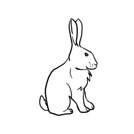 Hare sitting sideways Hand drawn vector illustrations of bunny on white backgroundのイラスト素材