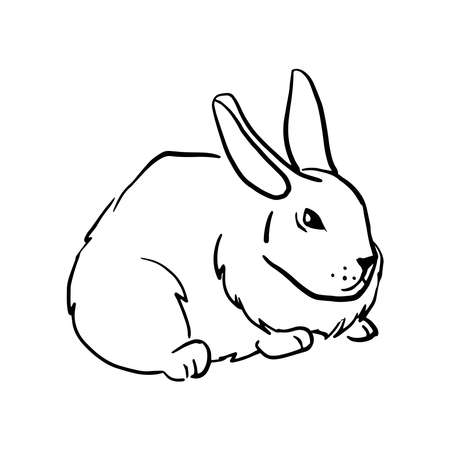 Big fluffy rabbit sitting Hand drawn vector illustrationsのイラスト素材