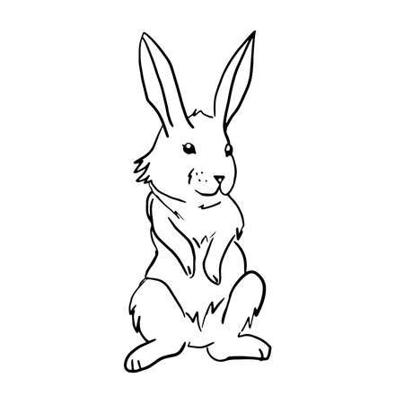 The rabbit stands on his hind legs Hand drawn vector illustrationsのイラスト素材