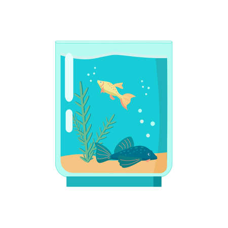 Glass square Aquarium with molly fish and guppy Cartoon vector illustration on white backgroundのイラスト素材
