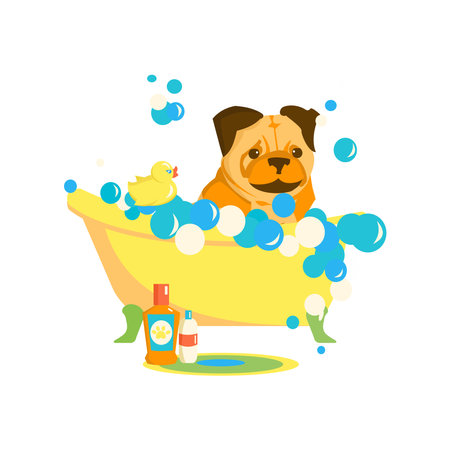 Pug in bubble bath. Bathroom washing for domestic animal. Grooming service. Cartoon vector illustration on white backgroundのイラスト素材