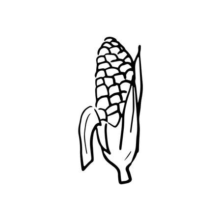 Corn icon Vector illustration on white backgroundのイラスト素材