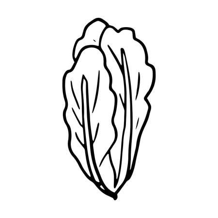 Chinese cabbage icon Vector illustration on white backgroundのイラスト素材