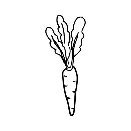 Carrot icon Vector illustration on white backgroundのイラスト素材