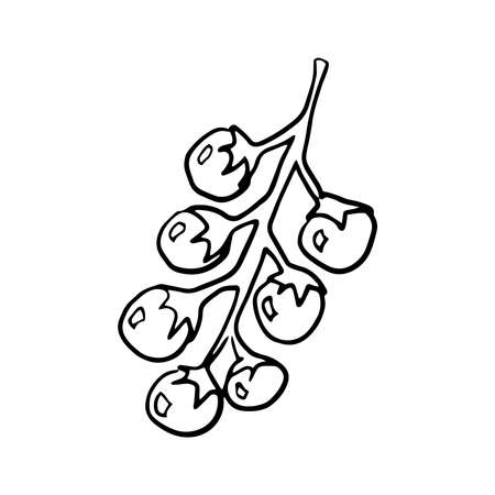 Cherries tomato icon Vector illustration on white backgroundのイラスト素材