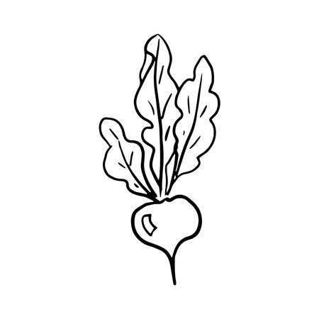 Beet icon Vector illustration on white backgroundのイラスト素材