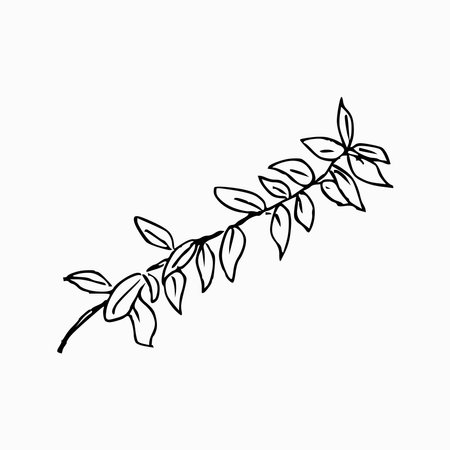 Hand draw plant Houseplant branch Outline Vector illustration on white backgroundのイラスト素材