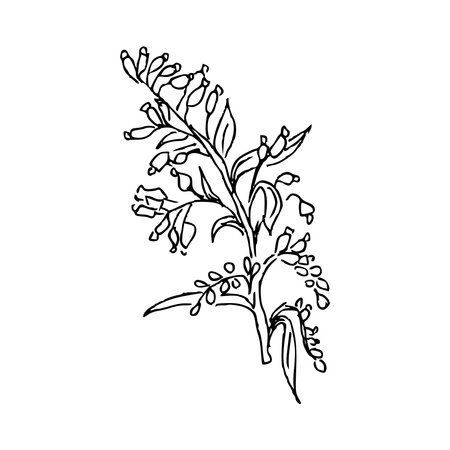 Hand draw plant Branch with leaves and berries Outline Vector illustration on white backgroundのイラスト素材