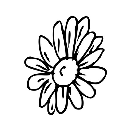 Hand draw plant Chamomile Outline Vector illustration on white backgroundのイラスト素材