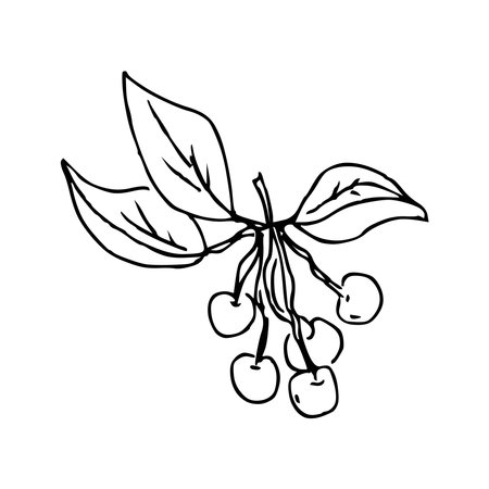 Hand draw plant Cherry branch Outline Vector illustration on white backgroundのイラスト素材