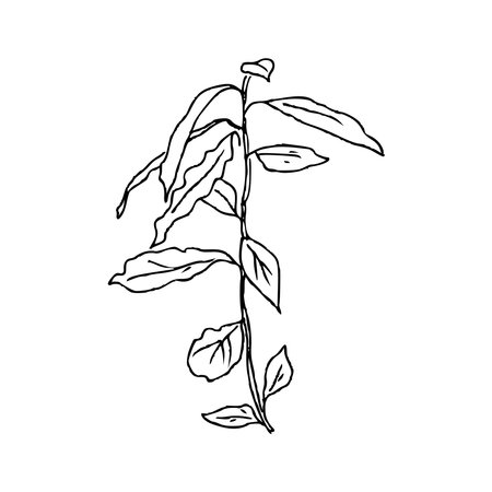 Hand draw plant with outstretched leaves Alpinia caerulea Outline Vector illustration on white backgroundのイラスト素材