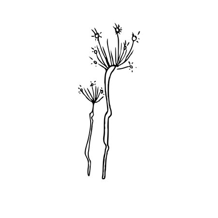 Hand draw plant Umbel inflorescence Outline Vector illustration on white backgroundのイラスト素材