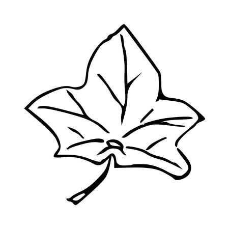 Hand draw plant Maple Leaf Outline Vector illustrationのイラスト素材