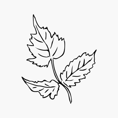 Hand draw plant Outline Vector illustration on white backgroundのイラスト素材