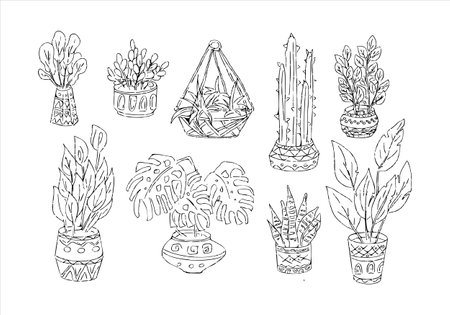 Indoor plants vector hand draw illustration collection Monstera, cactus, ficus, sansevieria, zamioculcas Potted houseplants sketch setのイラスト素材