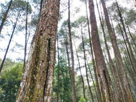 Natural Scene of Pine Forestの写真素材