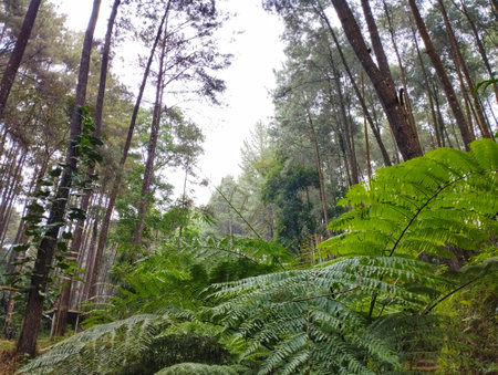 Natural Scene of Pine Forestの写真素材